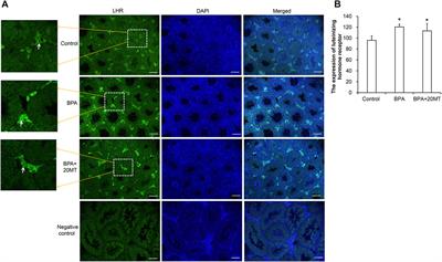 Melatonin alleviates oxidative stress damage in mouse testes induced by bisphenol A